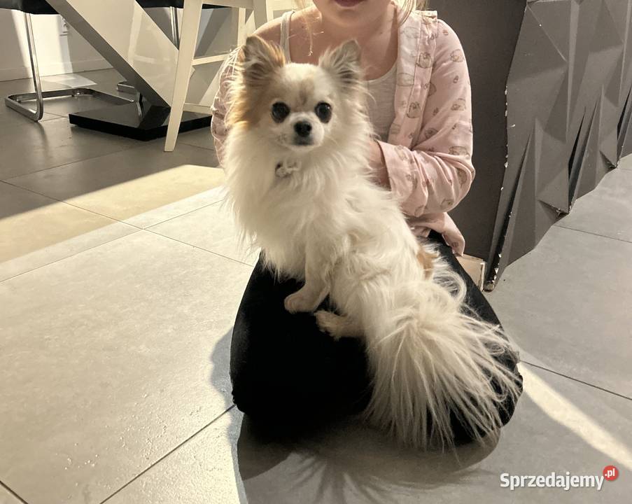Reproduktor Chihuahua mazowieckie Skrzeszew