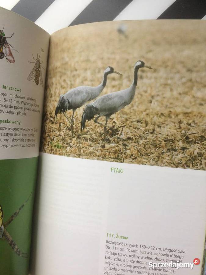 3645 Co Żyje Zalewem Szczecińskim Szczecin