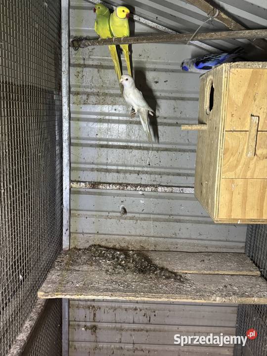 Sprzedam papugi Pawłowice sprzedam