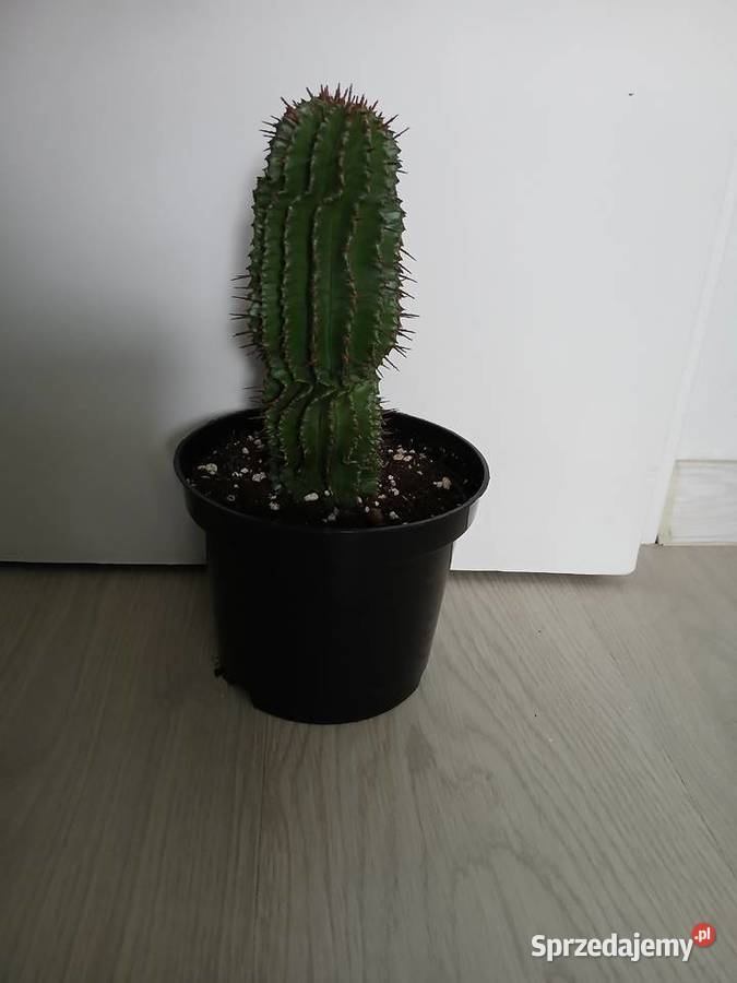 Euphorbia Horrida wilczomlecz śląskie Częstochowa