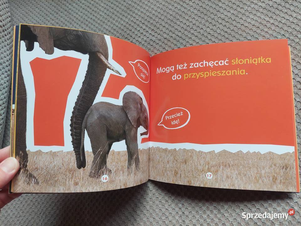 Co jeden słoń powiedział drugiemu Becky Baines małopolskie Kraków sprzedam