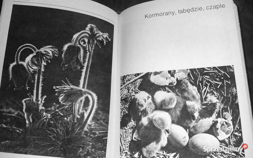 Film i fotografia Włodzimierz Puchalski Książki i Podręczniki Chełm