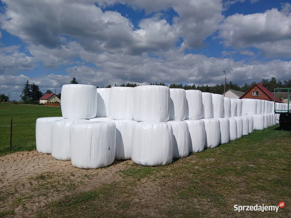 Bele sianokiszonki Ciechanowiec