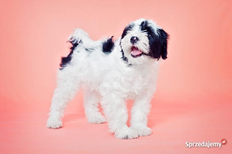 TERIER TYBETAŃSKI SZCZENIĘTA INTERCHAMPIONACH Wrocław sprzedam