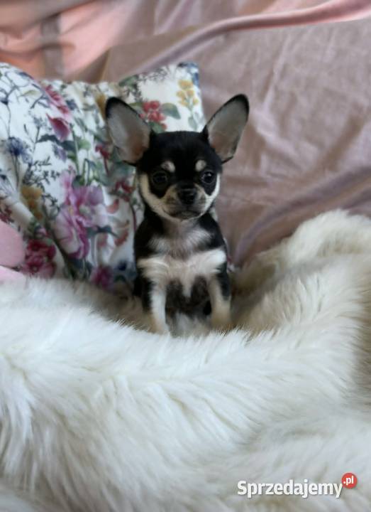Chihuahua śliczna krótkowłosa sunia łódzkie