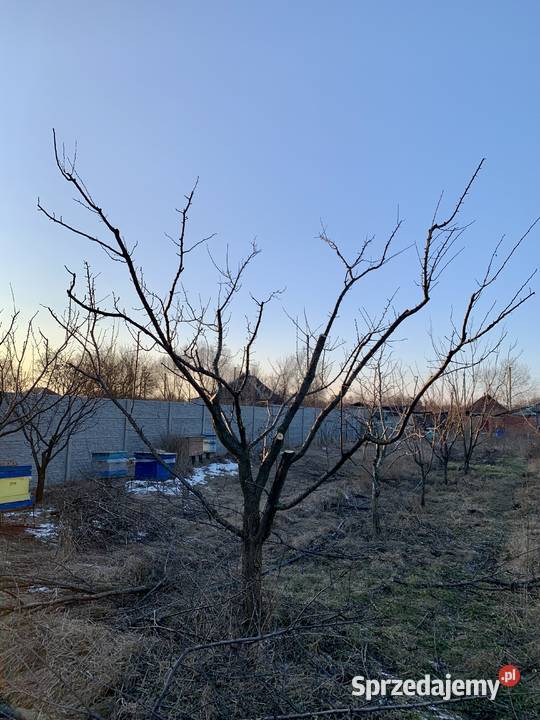 Koszenie trawy przycinanie drzew Warszawa sprzedam