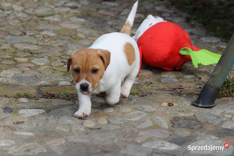 Piesek Jack Russell Terrier Jack Russell Terrier Delastowice