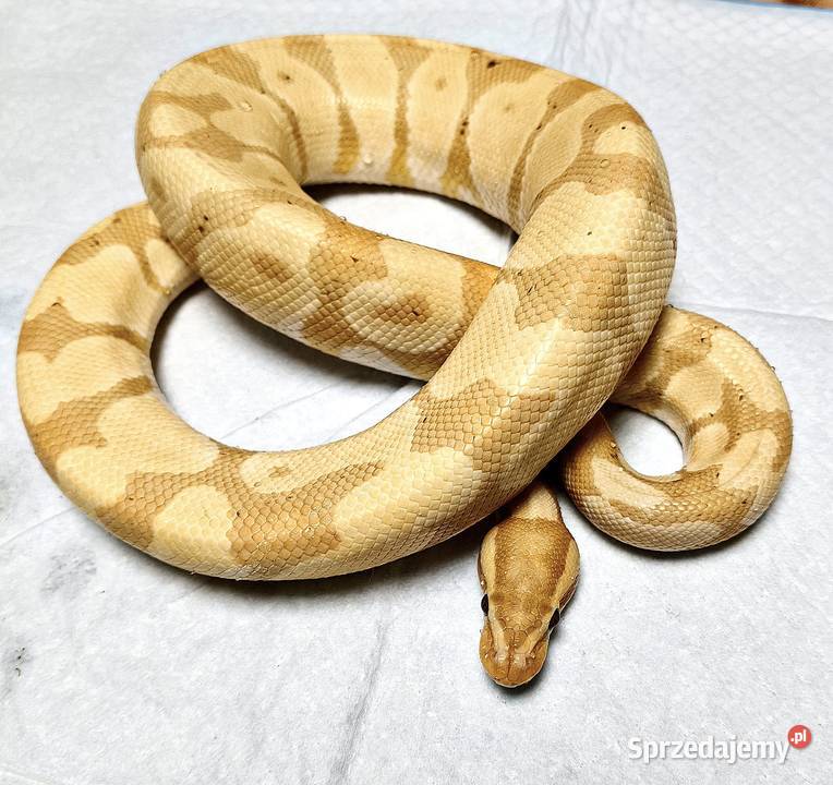 Pyton Królewski Python Regius Banana het Clown śląskie sprzedam