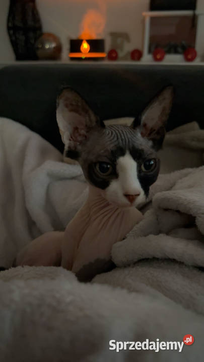 Piękna kotka sfinks do odbioru sprzedam