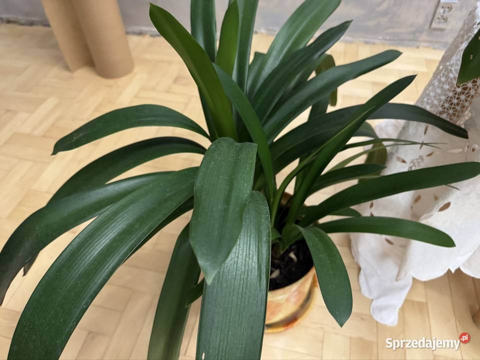 Kliwia pomarańczowa doniczkowa clivia miniata śląskie Częstochowa