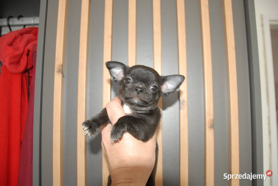 Chihuahua szczeniak Raczyce sprzedam