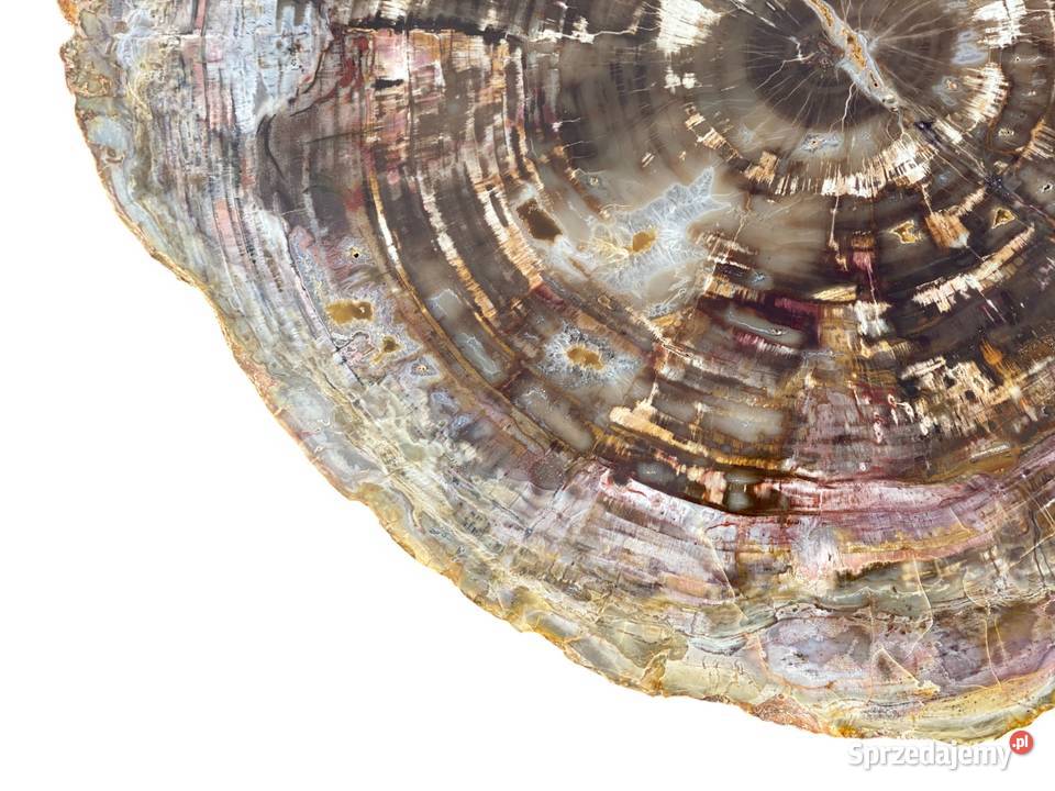 Wielkie skamieniałe drewno Madagaskar 46 x 39 Gryfice sprzedam