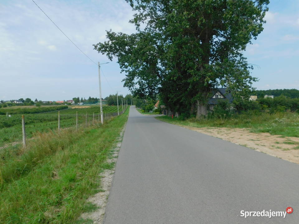 Syndyk sprzeda Rykały Sprzedaż