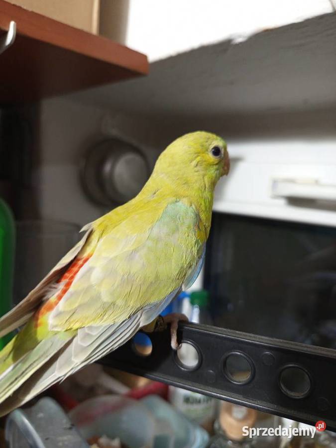 Świergotki ręcznie karmione Środa Wielkopolska