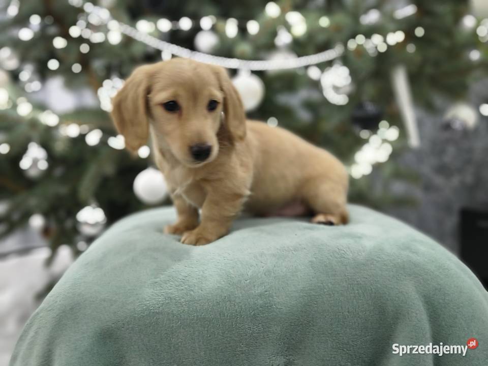 Jammik długowłosy miniaturowy kremowy Dackel