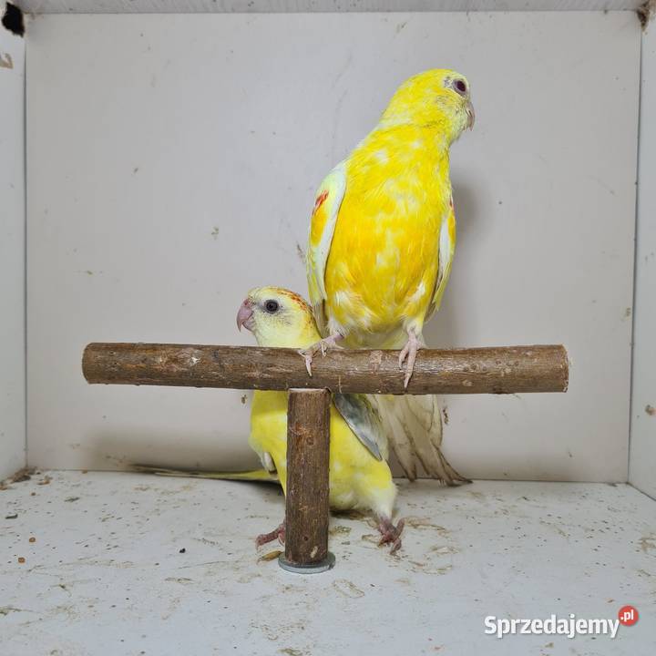 Swiergoty Szymanowice