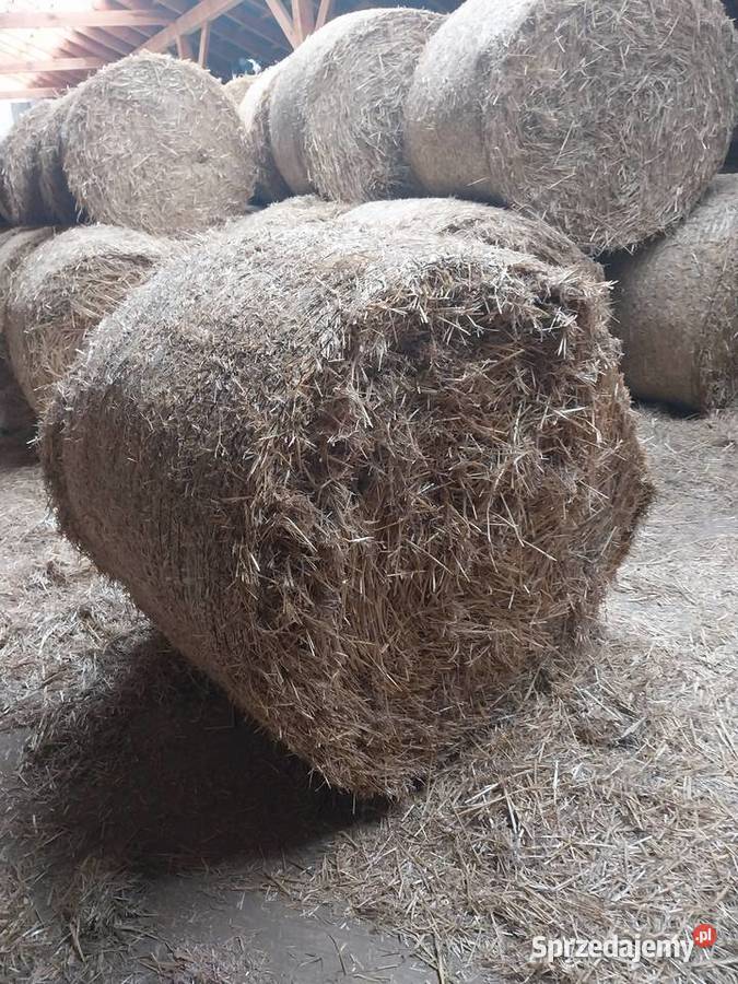 Sprzedam słomę przenną Hodowla bydła Waśniów