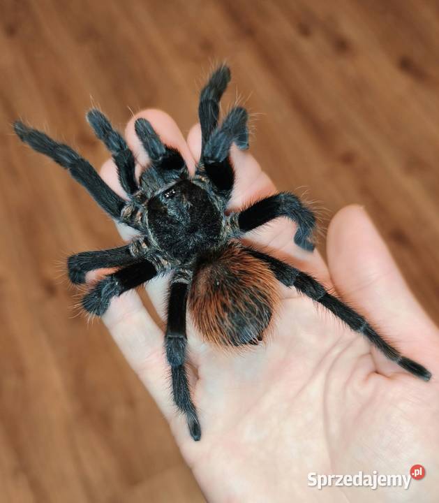 Aphonopelma anax dorosły świeży samiec Dąbrowice