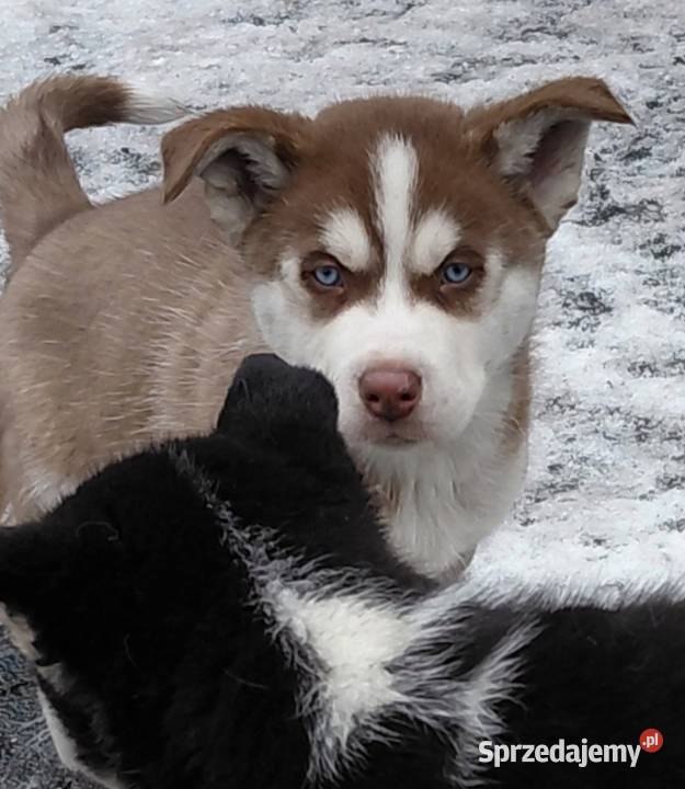 Husky Syberian Pies kujawsko-pomorskie Inowrocław