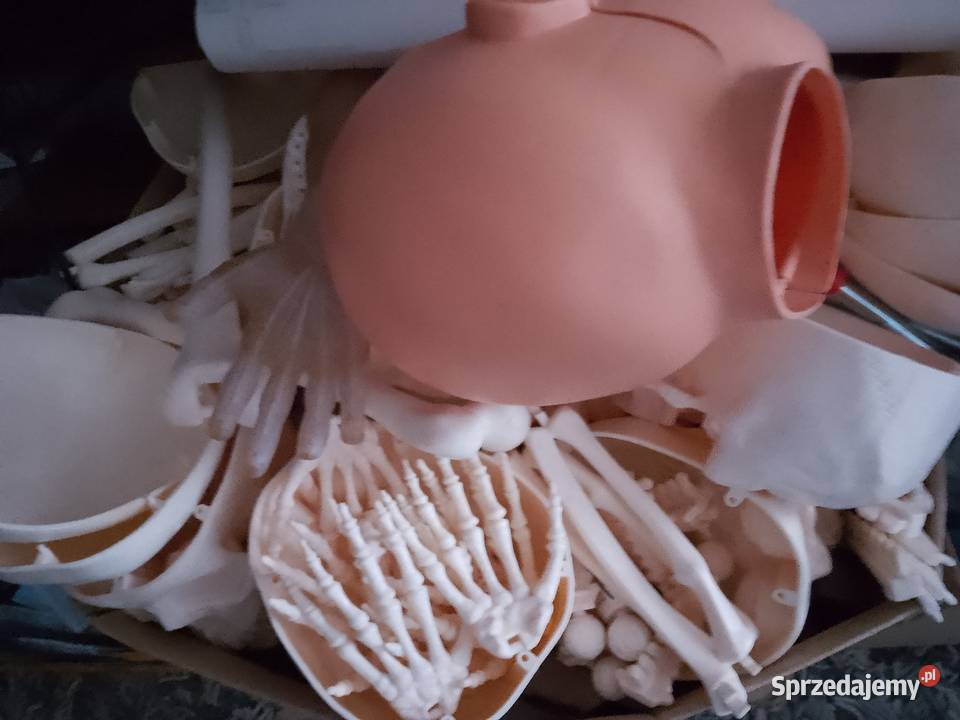 Kostek szkielet ciało człowieka tajemnice Chrzanów