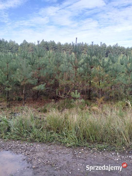 Działka Leśna 455 ha z Sosnowym Lasem Idealne Psary-Kolonia