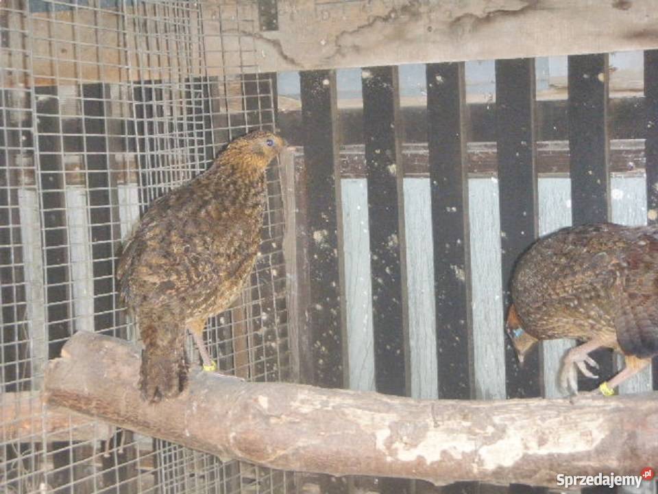 Bażanty tyminki 2017r Bąków sprzedam