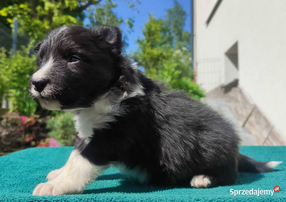 Pies Border Collie Rasowy szczeniak z Hodowli Iwonicz