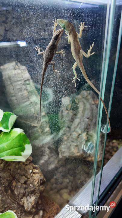 Anolisy zielone Gady i płazy