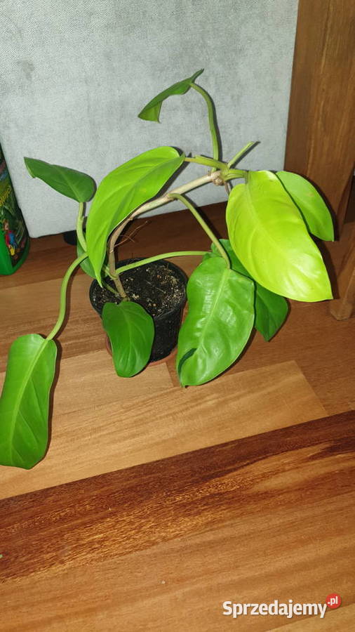 Filodendron philodendron lemon lime Warszawa