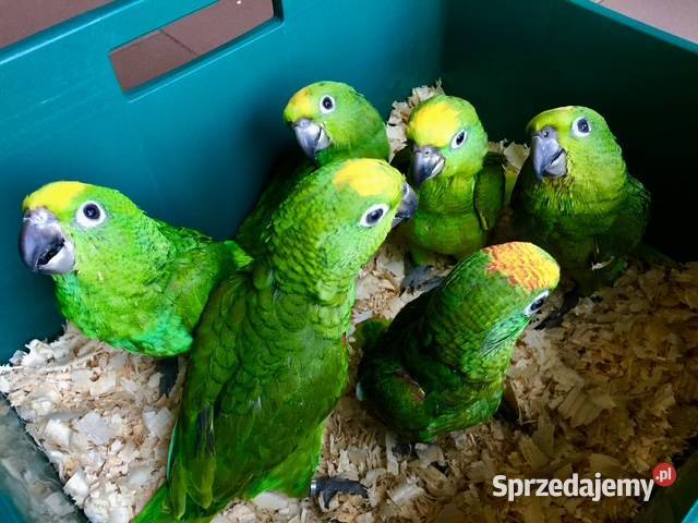 Amazonka żółtogłowa ochrocephala Kraków