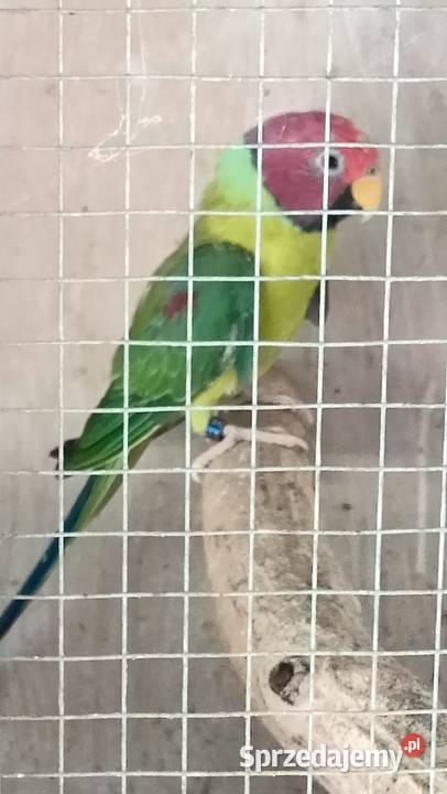 Papugi śliwogłowe Rybnik