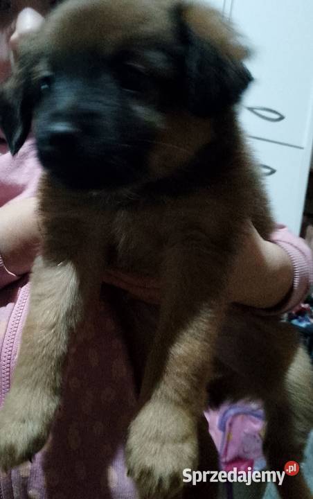 Oddam 2 male pieski Przysucha