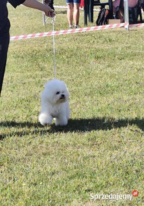 Bichon frise Fci sprzedam