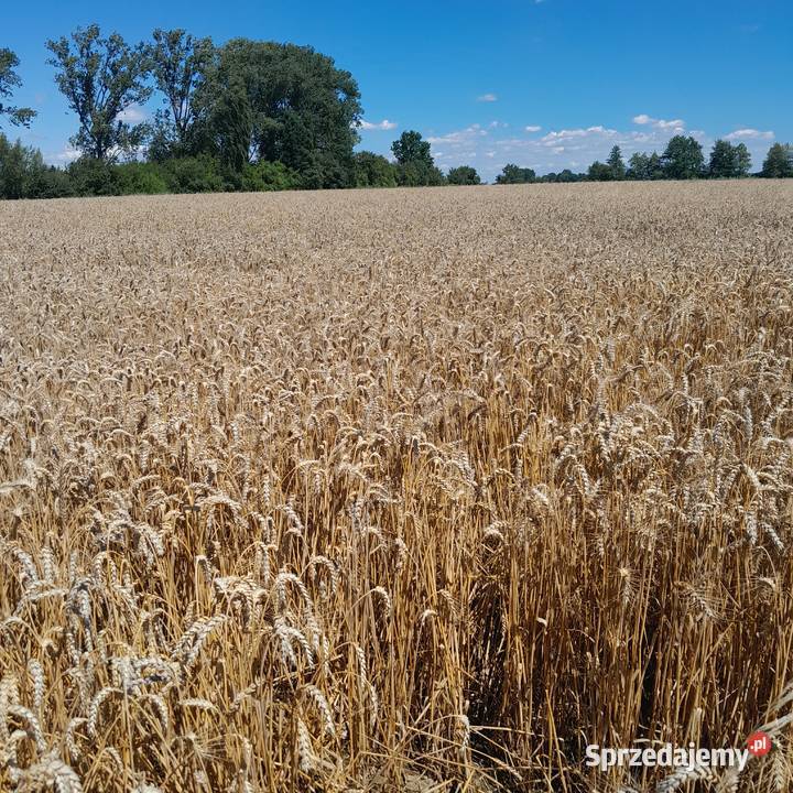 Pszenica ozima Pszenżyto paszowa Ostrów Szlachecki