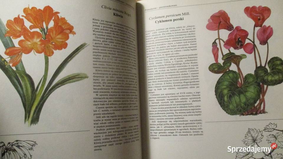 Rośliny ozdobą domu rosliny kwiaty ogród uprawa dom i ogród Książki i Podręczniki Łódź