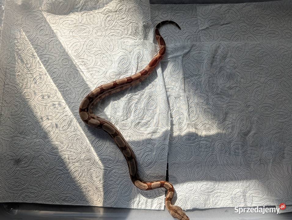 Młode boa cesarskie Salmon 100 het VPI T sprzedam