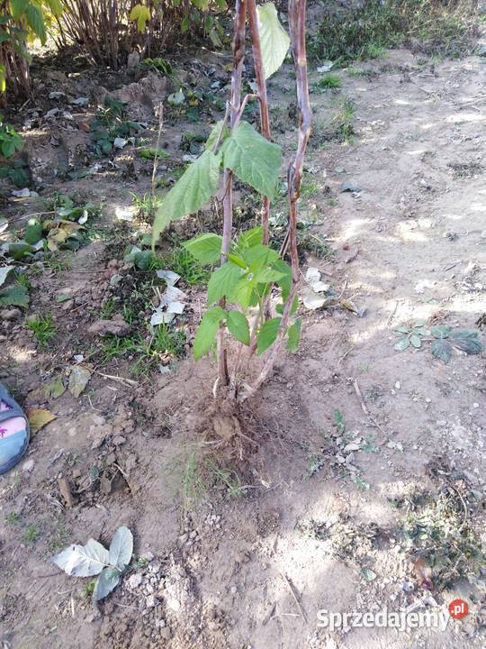 Sadzonki maliny jesiennej Polesie