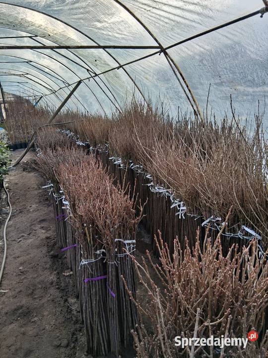 Porzeczki i agresty szczepione na pniu Owocowe Poznań