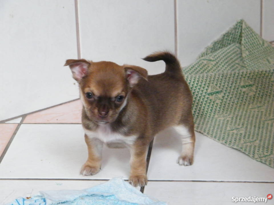 Szczenięta chihuahua krótkowłose