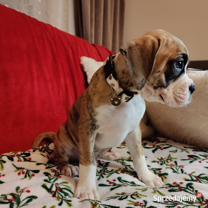 Bokser szczenięta przebadanych rodzicach Zakrzów