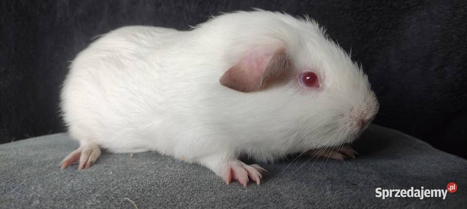 Świnka morska cavia self gładkowłosa z hodowli Dąbrowa Górnicza