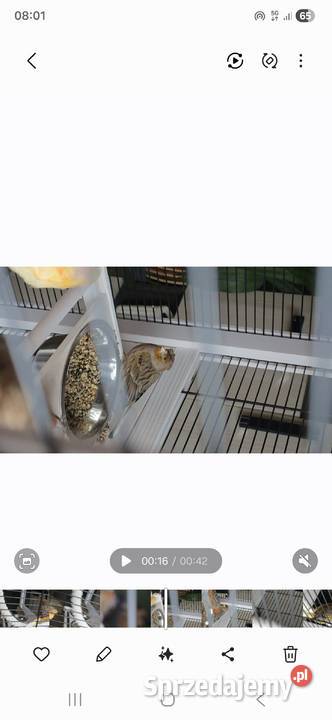 Kanarki śpiewające czerwone z koroną Jasło