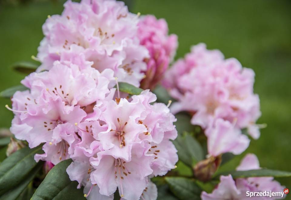Różanecznik Rododendron Rhododendron różne Garlica Duchowna