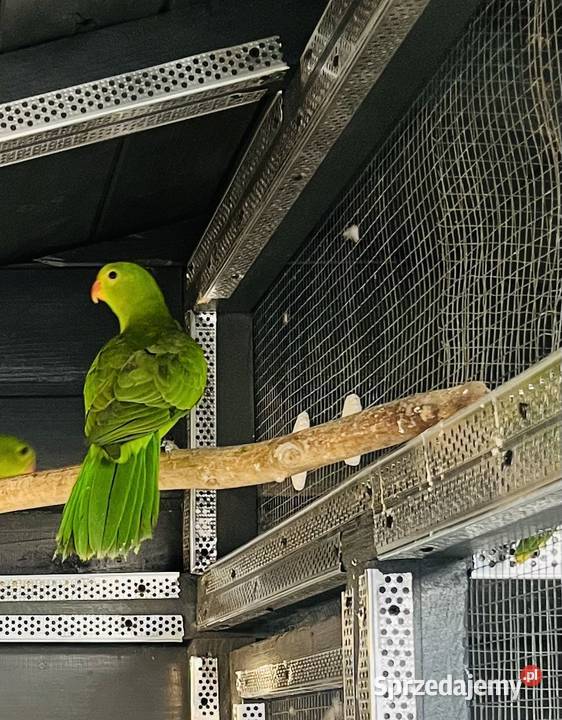 Krasnopiórki czerwonoskrzydłe 2025 r śląskie Mnich