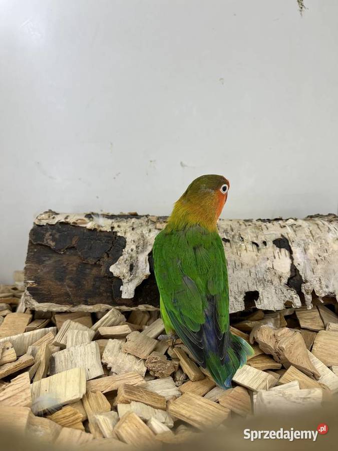 Nierozłączki turkuseuving lubelskie Ryki