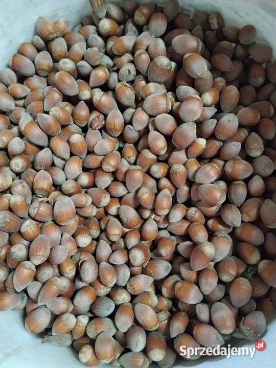 Orzechy laskowe Poniatowa sprzedam