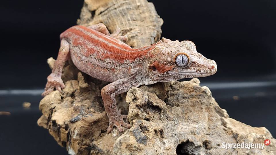 Gekon R auriculatus Bytom