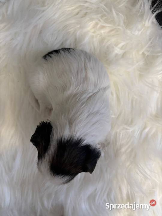 Do Rezerwacji Mario Yorkshire Terier Biewer Konin