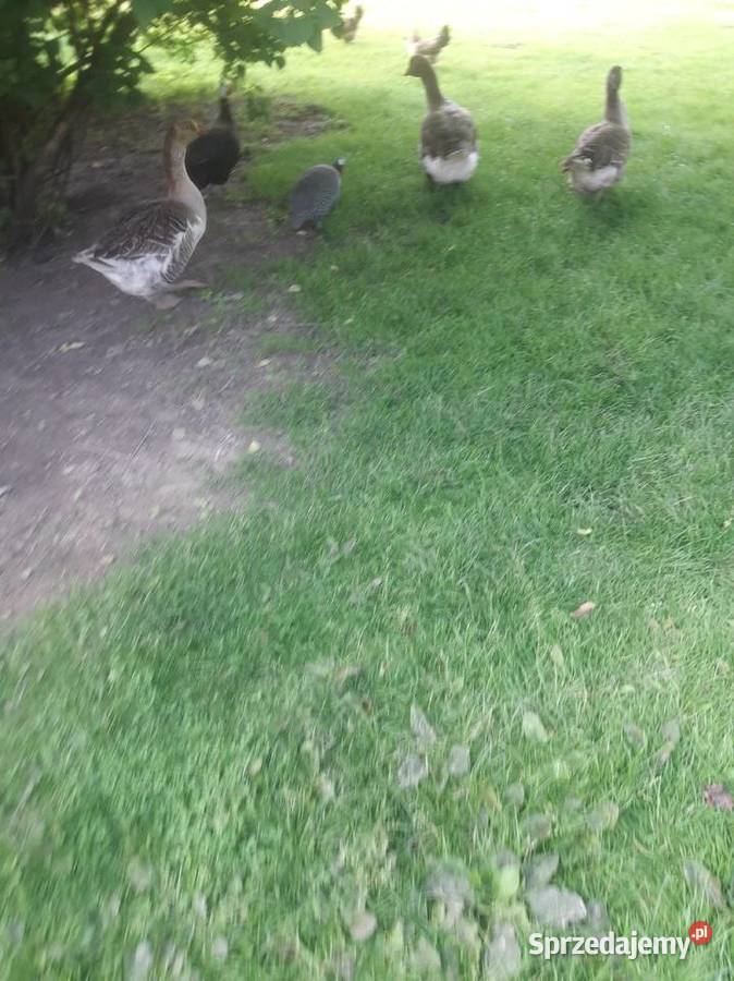 Jajka lęgowe kaczek krzyżówek i gęsi Landes Jaja Wiślica sprzedam