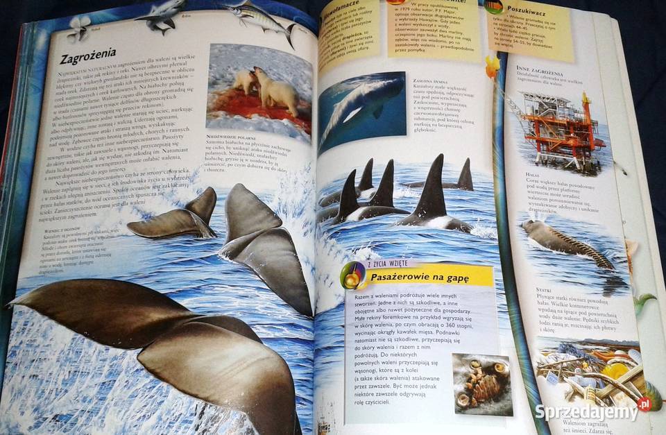 Walenie wieloryby delfiny i morświny L Beckelman miękka Chełm